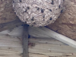 Bath Wasp Nest Removal