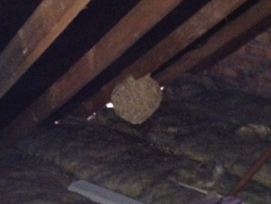 Wasp Nest in Bath Property Loft