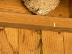 Wasp Nest in Bath Shed Before Removal