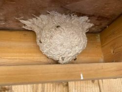 Wasp Nest Removal in Bath