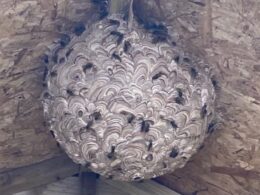 Bath Wasp Nest Removal